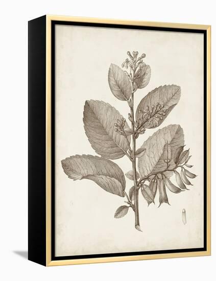 Antique Sepia Botanicals V-0 Unknown-Framed Stretched Canvas