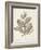 Antique Sepia Botanicals V-0 Unknown-Framed Art Print