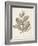 Antique Sepia Botanicals V-0 Unknown-Framed Art Print