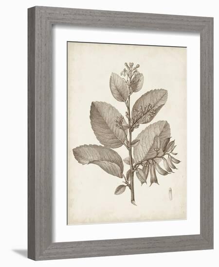 Antique Sepia Botanicals V-0 Unknown-Framed Art Print