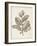 Antique Sepia Botanicals V-0 Unknown-Framed Art Print