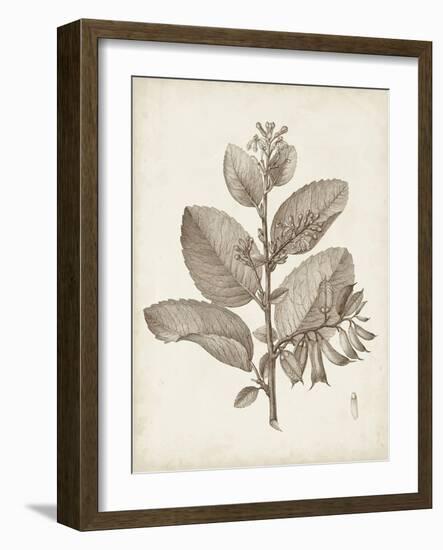 Antique Sepia Botanicals V-0 Unknown-Framed Art Print