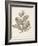 Antique Sepia Botanicals V-0 Unknown-Framed Art Print