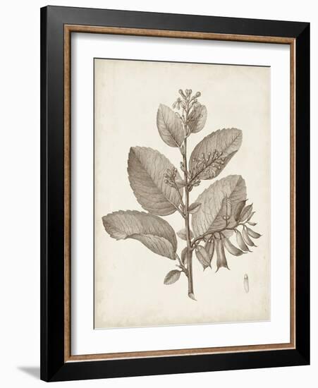 Antique Sepia Botanicals V-0 Unknown-Framed Art Print