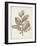 Antique Sepia Botanicals V-0 Unknown-Framed Art Print