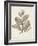 Antique Sepia Botanicals V-0 Unknown-Framed Art Print