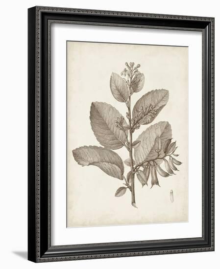 Antique Sepia Botanicals V-0 Unknown-Framed Art Print