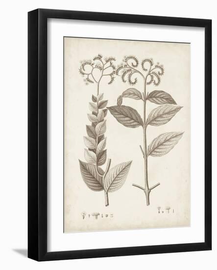 Antique Sepia Botanicals VI-0 Unknown-Framed Art Print