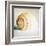 Antique Shell 02-Tom Quartermaine-Framed Giclee Print