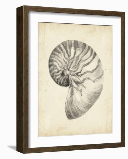 Antique Shell Study I-Ethan Harper-Framed Art Print