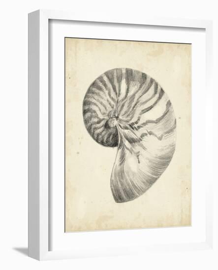 Antique Shell Study I-Ethan Harper-Framed Art Print