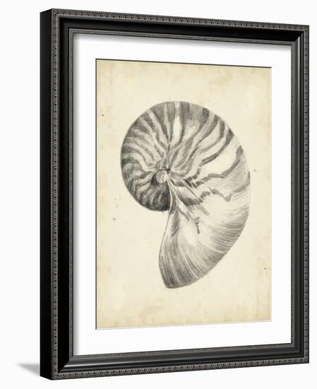 Antique Shell Study I-Ethan Harper-Framed Art Print