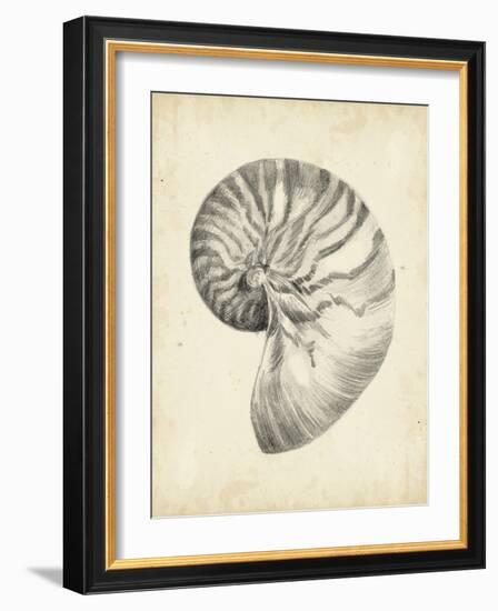 Antique Shell Study I-Ethan Harper-Framed Art Print