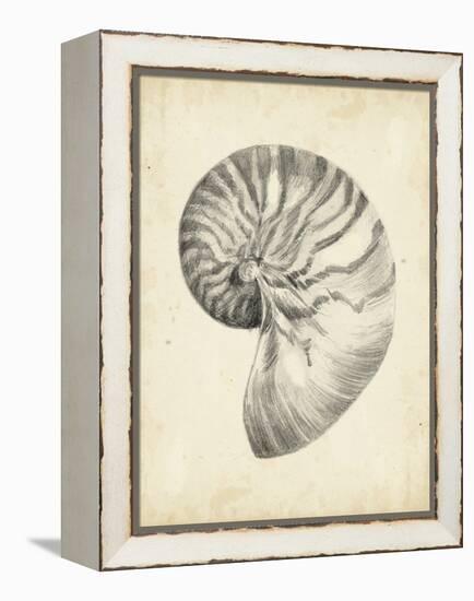 Antique Shell Study I-Ethan Harper-Framed Stretched Canvas