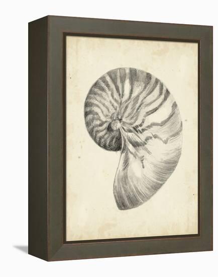 Antique Shell Study I-Ethan Harper-Framed Stretched Canvas