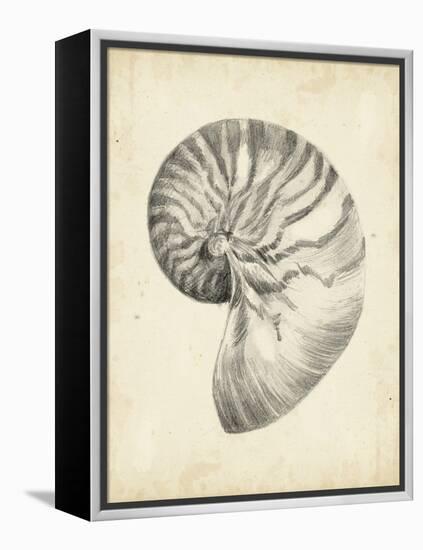 Antique Shell Study I-Ethan Harper-Framed Stretched Canvas