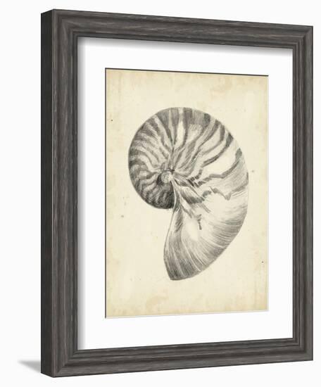 Antique Shell Study I-Ethan Harper-Framed Art Print