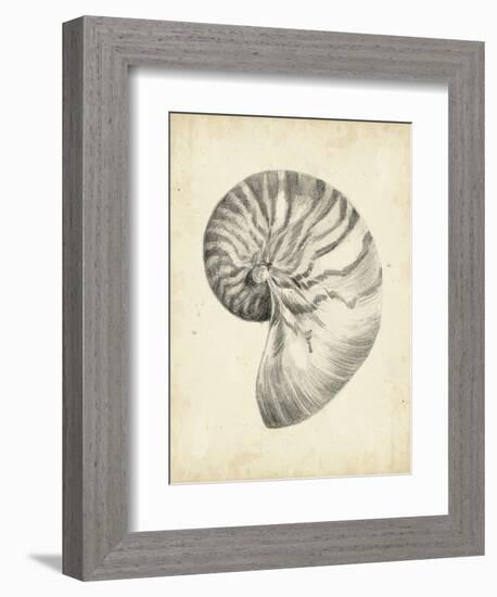 Antique Shell Study I-Ethan Harper-Framed Art Print