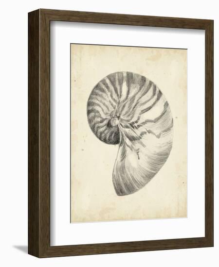 Antique Shell Study I-Ethan Harper-Framed Art Print