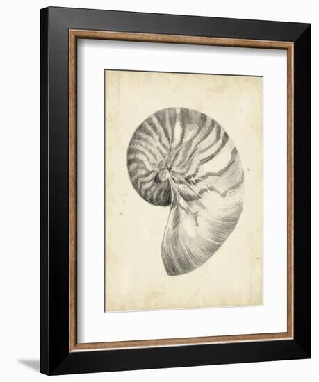 Antique Shell Study I-Ethan Harper-Framed Art Print