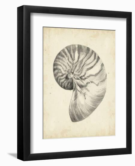 Antique Shell Study I-Ethan Harper-Framed Art Print