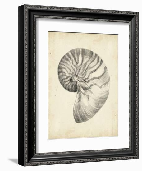 Antique Shell Study I-Ethan Harper-Framed Art Print