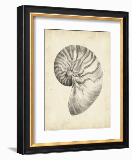 Antique Shell Study I-Ethan Harper-Framed Art Print