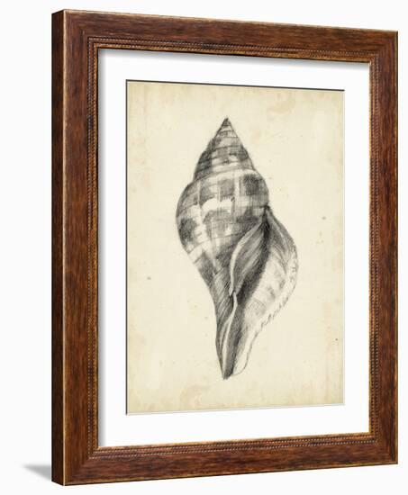 Antique Shell Study II-Ethan Harper-Framed Art Print