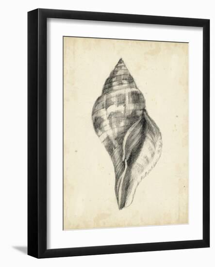 Antique Shell Study II-Ethan Harper-Framed Art Print