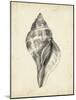 Antique Shell Study II-Ethan Harper-Mounted Art Print