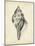 Antique Shell Study II-Ethan Harper-Mounted Art Print