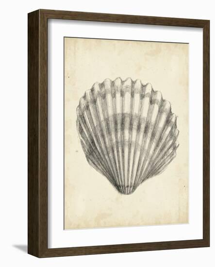 Antique Shell Study III-Ethan Harper-Framed Art Print