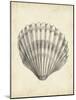 Antique Shell Study III-Ethan Harper-Mounted Art Print