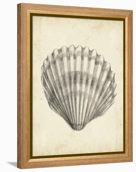 Antique Shell Study III-Ethan Harper-Framed Stretched Canvas
