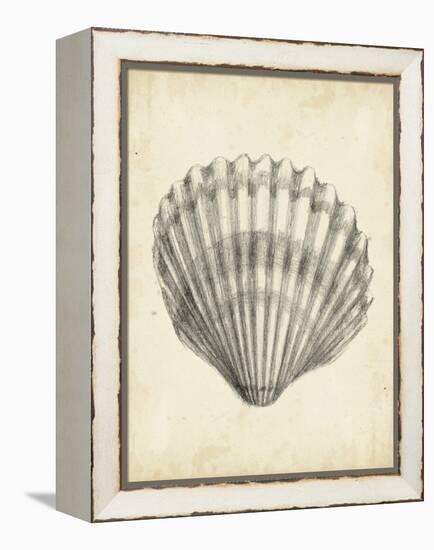 Antique Shell Study III-Ethan Harper-Framed Stretched Canvas