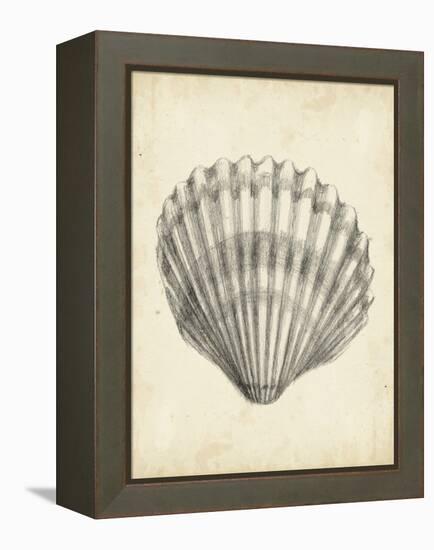 Antique Shell Study III-Ethan Harper-Framed Stretched Canvas