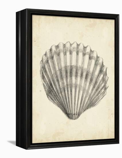 Antique Shell Study III-Ethan Harper-Framed Stretched Canvas