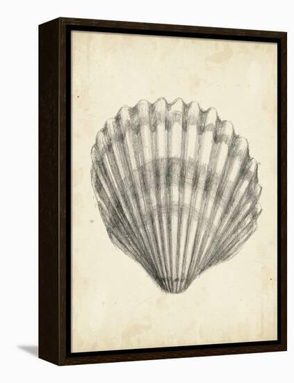 Antique Shell Study III-Ethan Harper-Framed Stretched Canvas