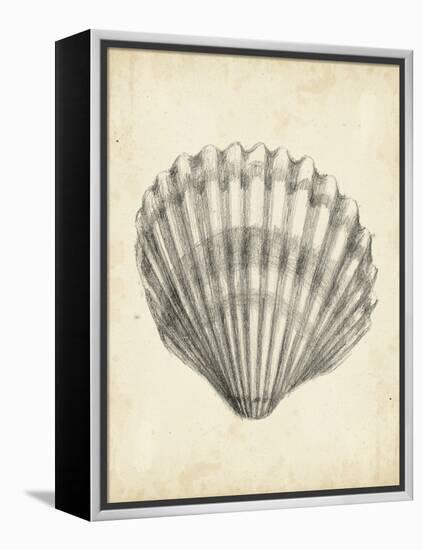 Antique Shell Study III-Ethan Harper-Framed Stretched Canvas