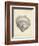 Antique Shell Study III-Ethan Harper-Framed Art Print