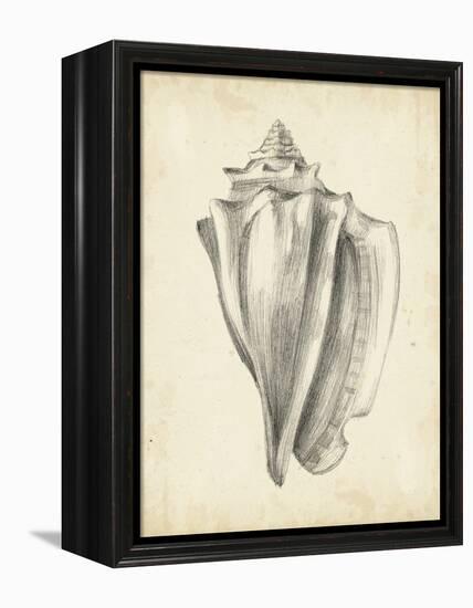 Antique Shell Study IV-Ethan Harper-Framed Stretched Canvas