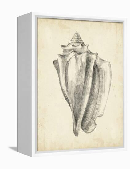 Antique Shell Study IV-Ethan Harper-Framed Stretched Canvas