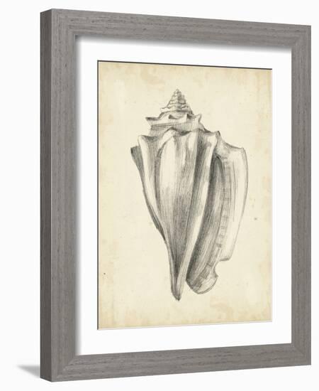 Antique Shell Study IV-Ethan Harper-Framed Art Print