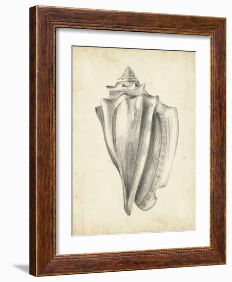 Antique Shell Study IV-Ethan Harper-Framed Art Print