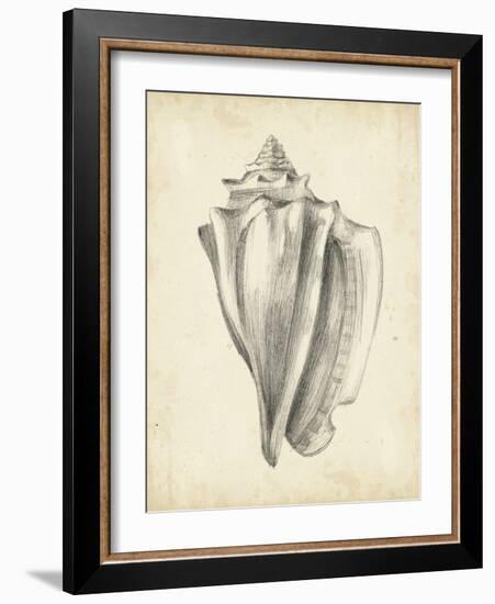 Antique Shell Study IV-Ethan Harper-Framed Art Print