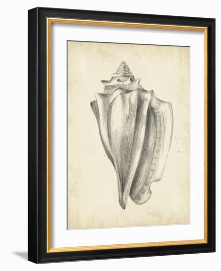 Antique Shell Study IV-Ethan Harper-Framed Art Print