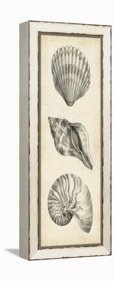 Antique Shell Study Panel I-Ethan Harper-Framed Stretched Canvas