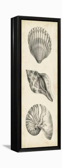 Antique Shell Study Panel I-Ethan Harper-Framed Stretched Canvas