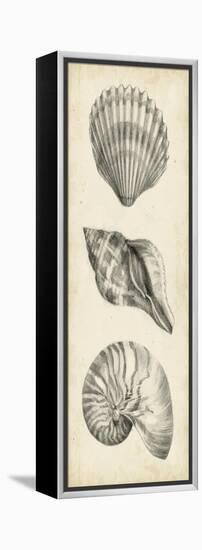 Antique Shell Study Panel I-Ethan Harper-Framed Stretched Canvas