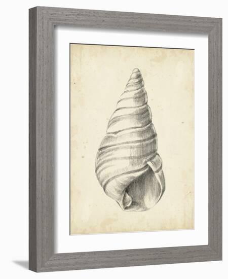 Antique Shell Study V-Ethan Harper-Framed Art Print